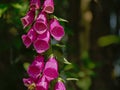 Pink foxglove flowers, close-up - Digitalis purpurea Royalty Free Stock Photo