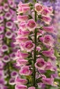 Pink foxglove flowers Royalty Free Stock Photo