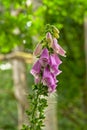 Pink foxglove flowers Digitalis purpurea Royalty Free Stock Photo