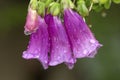Pink foxglove flowers with raindrops in Newbury, New Hampshire Royalty Free Stock Photo