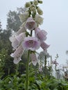 Pink foxglove flowers dripping on blooming flowers in the garden. Royalty Free Stock Photo