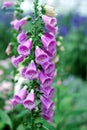 Pink foxglove flowers in the garden