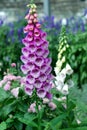 Pink foxglove flowers in the garden