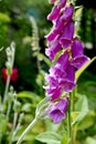 Pink foxglove flowers stand tall against the green of the garden Royalty Free Stock Photo