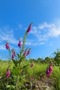 Pink Foxglove in nature