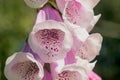 Beautiful decorative inflorescence of pink foxglove plant in the shape of a bell close-up. Royalty Free Stock Photo