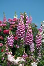 Pink foxgloves and blue sky