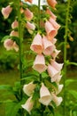 Pink Foxgloves