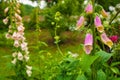 Pink Foxgloves