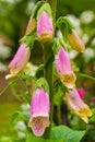 Pink Foxgloves