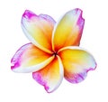 Pink fragipani flower isolated