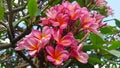 Pink fragipani flowers blooming