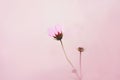 Pink fragrant cosmea flower with delicate petals blooms on a thin stem on a bright spring day Royalty Free Stock Photo