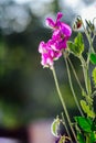 Pink fragrant sweat peas in the cottage garden