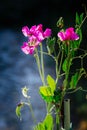 Pink fragrant sweat peas in the cottage garden