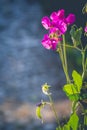 Pink fragrant sweat peas in the cottage garden