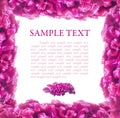 Pink frame of flowers celosia Royalty Free Stock Photo