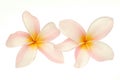 Pink frangipani Royalty Free Stock Photo