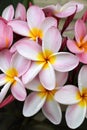 Pink Frangipani Royalty Free Stock Photo