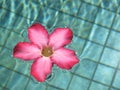 Pink Frangipani Royalty Free Stock Photo