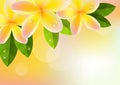 Pink frangipani background Royalty Free Stock Photo