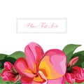 Pink Frangipani Background Vector Royalty Free Stock Photo