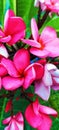 Pink Frangipani Flower
