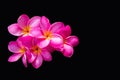 Pink frangipani flower on a black background. Royalty Free Stock Photo