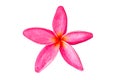 A pink frangipani flower close up Royalty Free Stock Photo