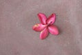 Pink frangipani flower fallen on cement floor background Royalty Free Stock Photo