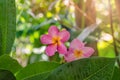 Pink frangipani flower