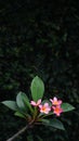 Pink frangipani flower with green leaves. Dark green blur background Royalty Free Stock Photo