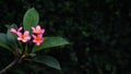 Pink frangipani flower with green leaves. Dark green background Royalty Free Stock Photo