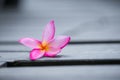 Pink frangipani flower on grey wooden Royalty Free Stock Photo