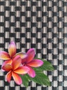 Pink frangipani flower on grey wooden plank background and texture wicker wall details Royalty Free Stock Photo