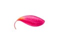 A pink frangipani flower petal close up Royalty Free Stock Photo