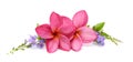 A pink frangipani flower petal close up. Royalty Free Stock Photo