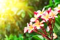 Pink frangipani flower or plumeria flower blooming on tree on sunset light at summer time. Royalty Free Stock Photo