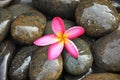 Pink Frangipani flower on river stones Royalty Free Stock Photo