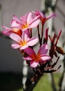 Pink Frangipani flowers