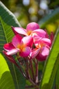 Pink frangipani flowers blooming  and sunlight bokeh soft blur Royalty Free Stock Photo