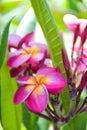 Pink frangipani flowers blooming  and sunlight bokeh soft blur Royalty Free Stock Photo