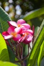 Pink frangipani flowers blooming  and sunlight bokeh soft blur Royalty Free Stock Photo