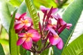 Pink frangipani flowers blooming  and sunlight bokeh soft blur Royalty Free Stock Photo