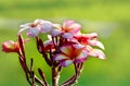 Pink frangipani flowers on blurry green background. Royalty Free Stock Photo