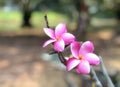 Pink Frangipani flowers on a bokeh background and texture