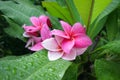 Pink Frangipani Flowers
