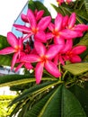 Pink frangipani flowers with a yellow tinge that are blooming in a cluster are very beautiful