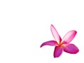 Pink plumeria flowers Fully bloom On a white background Royalty Free Stock Photo