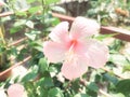 Pink Frangipani,Pink Plumeria, temple Tree, Graveyard Tree Royalty Free Stock Photo